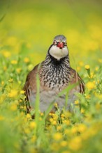 A red-legged partridge stands amidst a lush meadow dotted with vibrant yellow wildflowers The