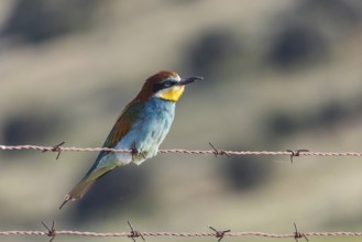 A vivid European bee-eater perches gracefully on rusty barbed wire, set against a softly blurred
