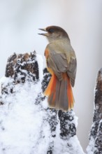 Siberian Jay (Perisoreus infaustus) singing, Finland