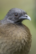 Grey-headed Chachalaca (Ortalis cinereiceps) perched on a branch in Panama