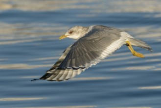 Mew Gull (Larus canus brachyrhynchus) flying, Alaska, USA
