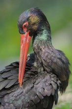 Schwarzstorch (Ciconia nigra), Black Storck, Altvogel putzt sein Gefieder, Portrait, captive,