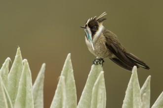 Green-bearded Helmetcrest (Oxypogon guerinii) perched on a branch in the Andes mountains in