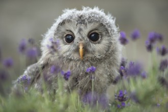 Ural Owl (Strix uralensis) fledgling, captive, Germany