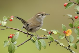 Bewick's Wren (Thryomanes bewickii), Canada