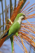 Monk parakeet (Myiopsitta monachus), Conure veuve, Cotorra argentina, Fuerteventura, Canary