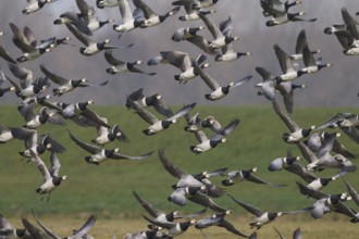 Barnacle Goose (Branta leucopsis), Netherlands