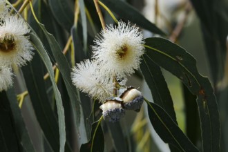 Tasmanian blue gum or common fever tree (Eucalyptus globulus), flowers and leaves, Algarve,