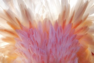 An intricate close-up of the vibrant nuptial plumage of a pink flamingo captured in the French