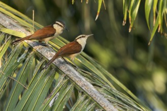 Giant Wren (Campylorhynchus chiapensis) perched on a branch in Oaxaca, Mexico