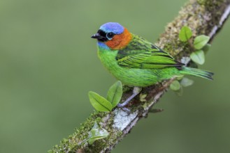 Red-necked Tanager (Tangara cyanocephala) perched on a branch in the Atlantic rainforest of