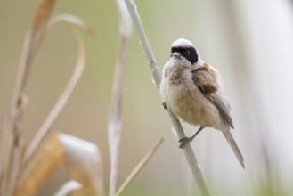 Eurasian Penduline Tit (Remiz pendulinus) male, Saxony-Anhalt, Germany