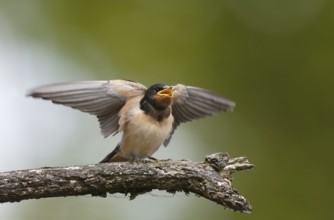 Barn Swallow (Hirundo rustica) juvenile calling, perched on a branch, Mecklenburg-Western