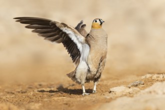 Crowned Sandgrouse (Pterocles coronatus) male, Negev, Israel