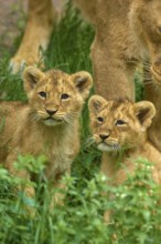 Two lion cubs sit in the tall grass and gaze curiously, captive, Germany