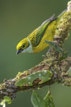 Silver-throated Tanager (Tangara icterocephala) perched on a branch in the mountains of Colombia,