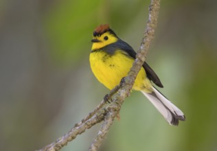 Collared Redstart (Myioborus torquatus) at San Gerrardo de Dota, Costa Rica