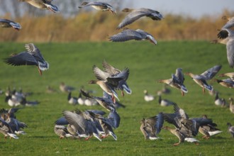 Pink-footed Goose (Anser brachyrhynchus), Friesland, Netherlands