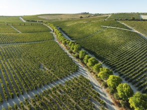 The La Canariera vineyard of the Bodega González Byass near the town of Jerez de la Frontera.