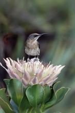 Cape Honeybird (Promerops cafer), adult, male, on flower, Protea, vigilant, Kirstenbosch Botanical