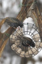 Starling (Sturnus vulgaris) at winter feeding in the forest, Allgäu, Bavaria, Germany, Allgäu,
