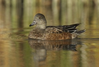 American Wigeon (Mareca americana) female, New Mexico, USA