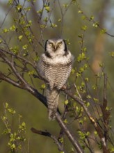Hawk Owl (Surnia ulula), adult male, perched in a Hairy Birch tree (Betula pubescens), May, Finnish