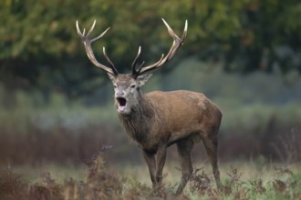 Red deer (Cervus elaphus) adult male stag animal roaring with its mouth open during the annual rut