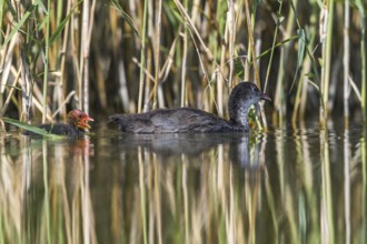 Eurasian Coot (Fulica atra) young bird from first brood leading young bird from second brood,