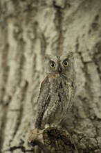 Eurasian Scops Owl (Otus scops) captive, juvenile, Germany