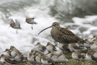 Eurasian Curlew (Numenius arquata), Netherlands
