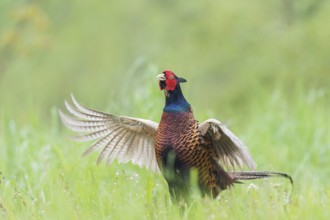 Fasan (Phasianus colchicus) Common Pheasant