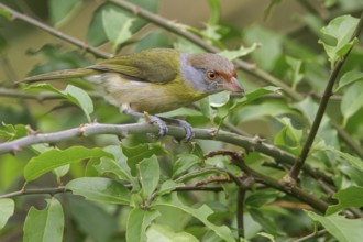 Rufous-browed Peppershrike (Cyclarhis gujanensis) perched on a branch in the Atlantic rainforest of