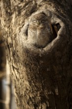 Spotted Owlet (Athene brama) juvenile in breeding cavity, Rajasthan, India