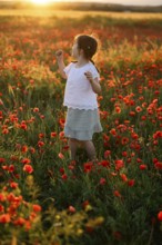 A young girl wanders through a lush field of Papaver rhoeas, commonly known as common poppy or red