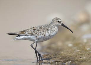 Curlew Sandpiper (Calidris ferruginea), Bulgarien