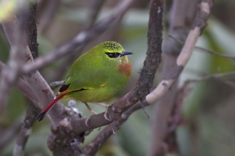 Fire-tailed Myzornis (Myzornis pyrrhoura), Darjeeling, India