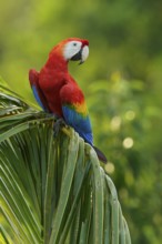 Scarlet Macaw (Ara macao) perched on a branch in the rainforest of Guyana