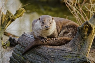 Tomasz Podlak, Poland