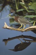 Green Heron (Butorides virescens), Florida, USA