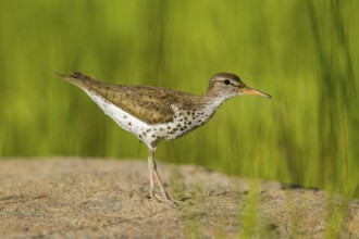 Spotted Sandpiper Actitis macularius east of Beaver, Utah, United States 4 July Adult in breeding