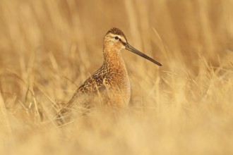 Long-billed Dowitcher (Limnodromus scolopaceus), Alaska, USA