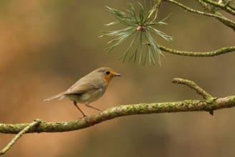 European Robin (Erithacus rubecula), Utrecht, Netherlands