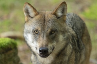 Wolf (Canis lupus) portrait, captive, Bavarian Forest National Park, Bavaria, Germany