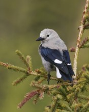 Clark's Nutcracker (Nucifraga columbiana), Alberta, Canada