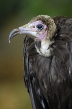 Kappengeier (Necrosyrtes melambrotus), Portrait, captive, Heimat: Ostafrika, Oktober, Zoo/Gehege,