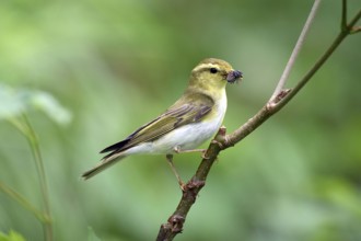 Forest warbler with a caught fly sitting on a branch, Phylloscopus sibilatrix, Bavaria, Bavaria,