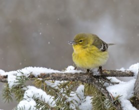 Pine Warbler (Setophaga pinus) male, Saskatchewan, Canada