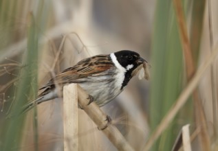 Common Reed Bunting (Emberiza schoeniclus) male, Mecklenburg-Western Pomerania, Germany