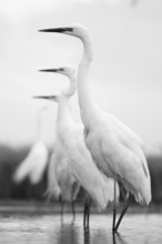 Great Egret (Ardea alba) group, Pusztaszer, Hungary